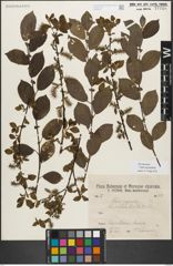 Foto von Salix myrsinifolia Salisb.